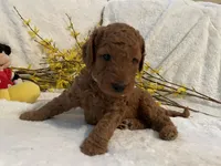 Mini Mister Cream Collar, a male Miniature Goldendoodle for sale in Lexington, SC – Photo 2 of 8