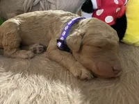 AKC Miss Purple Collar, a female Poodle - Standard  for sale in Columbia, SC – 2 of 8