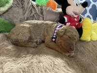 AKC Miss Purple Collar, a female Poodle - Standard  for sale in Columbia, SC – 4 of 8