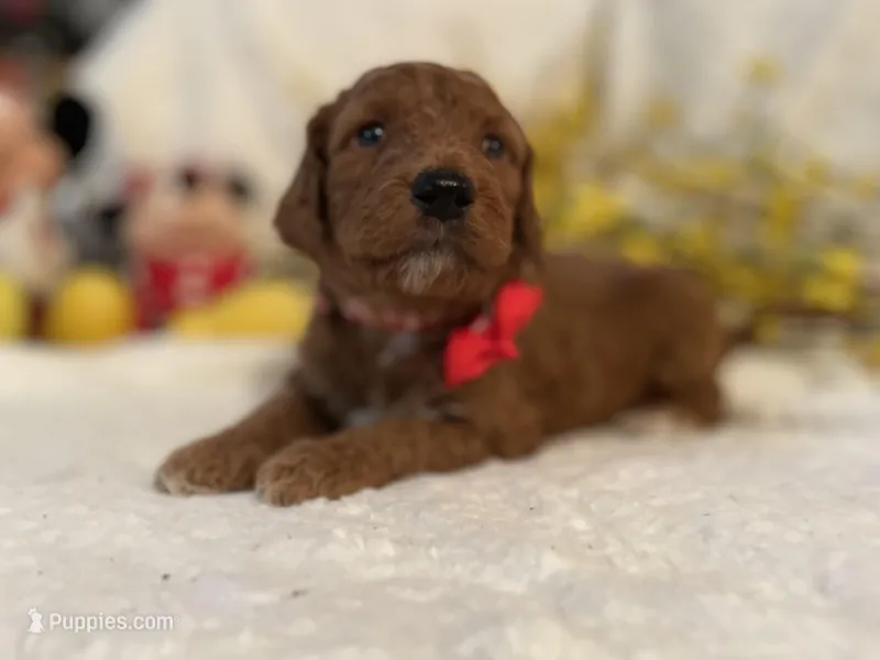 Mini Mister Red Collar