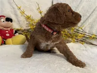 Mini Mister Red Collar, a male Miniature Goldendoodle for sale in Lexington, SC – Photo 5 of 8