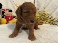 Mini Mister Red Collar, a male Miniature Goldendoodle for sale in Lexington, SC – Photo 4 of 8
