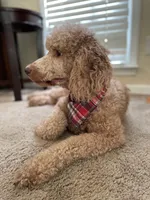 Mini Mister Red Collar, a male Miniature Goldendoodle for sale in Lexington, SC – Photo 8 of 8