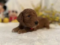 Mini Mister Red Collar, a male Miniature Goldendoodle for sale in Lexington, SC – Photo 2 of 8