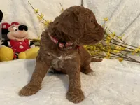 Mini Mister Red Collar, a male Miniature Goldendoodle for sale in Lexington, SC – Photo 3 of 8