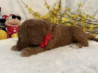 Mini Mister Red Collar, a male Miniature Goldendoodle for sale in Lexington, SC – Photo 6 of 8