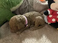 AKC Miss Light Pink Collar, a female Poodle - Standard  for sale in Columbia, SC – 4 of 8