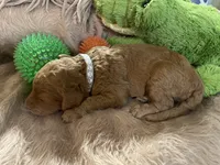 AKC Mr Gray Collar , a male Poodle - Standard  for sale in Columbia, SC – 9 of 9