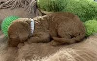 AKC Mr Gray Collar , a male Poodle - Standard  for sale in Columbia, SC – 6 of 9