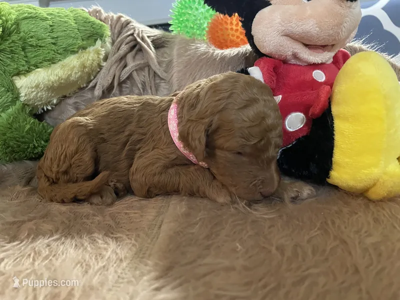 AKC Miss Light Pink Collar – Poodle - Standard  puppy for sale in Columbia, SC