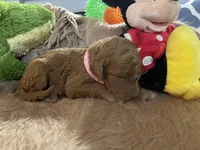 AKC Miss Light Pink Collar, a female Poodle - Standard  for sale in Columbia, SC – 1 of 8