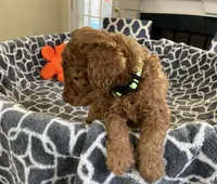 AKC Miss Lime Green Collar, a female Poodle - Standard  for sale in Columbia, SC – 7 of 10