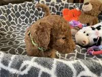 AKC Miss Lime Green Collar, a female Poodle - Standard  for sale in Columbia, SC – 8 of 10