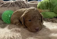 AKC Mr Blue Collar, a male Poodle - Standard  for sale in Columbia, SC – 2 of 8