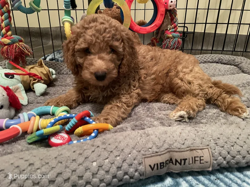 Mini Golden Doodle Miss Red Collar – Miniature Goldendoodle puppy for sale in Columbia, SC