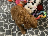 AKC Miss Lavender Collar, a female Poodle - Standard  for sale in Columbia, SC – 7 of 9