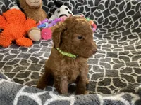 AKC Miss Lime Green Collar, a female Poodle - Standard  for sale in Columbia, SC – 3 of 10