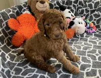 AKC Miss Lavender Collar, a female Poodle - Standard  for sale in Columbia, SC – 5 of 9