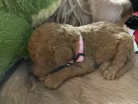 AKC Miss Light Pink Collar, a female Poodle - Standard  for sale in Columbia, SC – 6 of 8