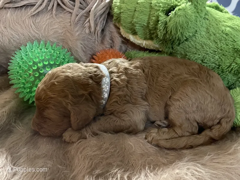 AKC Mr Gray Collar  – Poodle - Standard  puppy for sale in Columbia, SC