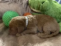 AKC Mr Gray Collar , a male Poodle - Standard  for sale in Columbia, SC – 1 of 9
