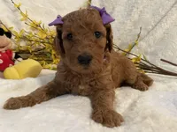 Mini Miss Purple collar, a female Miniature Goldendoodle for sale in Lexington, SC – Photo 1 of 10