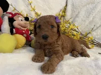 Mini Miss Purple collar, a female Miniature Goldendoodle for sale in Lexington, SC – Photo 3 of 10