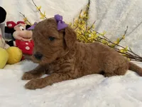 Mini Miss Purple collar, a female Miniature Goldendoodle for sale in Lexington, SC – Photo 2 of 10
