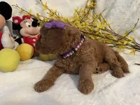 Mini Miss Purple collar, a female Miniature Goldendoodle for sale in Lexington, SC – Photo 8 of 10