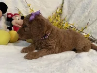 Mini Miss Purple collar, a female Miniature Goldendoodle for sale in Lexington, SC – Photo 7 of 10