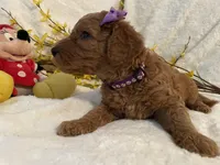 Mini Miss Purple collar, a female Miniature Goldendoodle for sale in Lexington, SC – Photo 4 of 10
