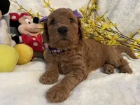 Mini Miss Purple collar, a female Miniature Goldendoodle for sale in Lexington, SC – Photo 5 of 10