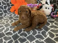 AKC Miss Lavender Collar, a female Poodle - Standard  for sale in Columbia, SC – 6 of 9