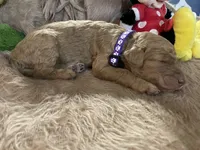 AKC Miss Purple Collar, a female Poodle - Standard  for sale in Columbia, SC – 5 of 8