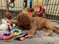 Mini Golden Doodle Miss Red Collar, a female Miniature Goldendoodle for sale in Columbia, SC – 4 of 5