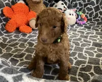 AKC Miss Lime Green Collar, a female Poodle - Standard  for sale in Columbia, SC – 1 of 10