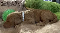 AKC Mr Gray Collar , a male Poodle - Standard  for sale in Columbia, SC – 5 of 9
