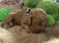 AKC Mr Gray Collar , a male Poodle - Standard  for sale in Columbia, SC – 3 of 9