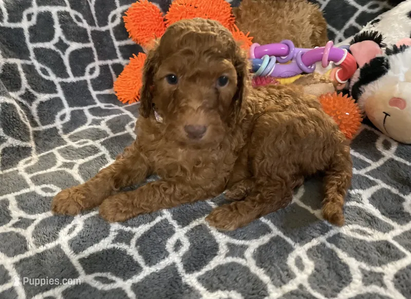 AKC Miss Lavender Collar – Poodle - Standard  puppy for sale in Columbia, SC