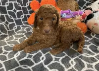 AKC Miss Lavender Collar, a female Poodle - Standard  for sale in Columbia, SC – 1 of 9