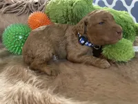 AKC Mr Blue Collar, a male Poodle - Standard  for sale in Columbia, SC – 5 of 8