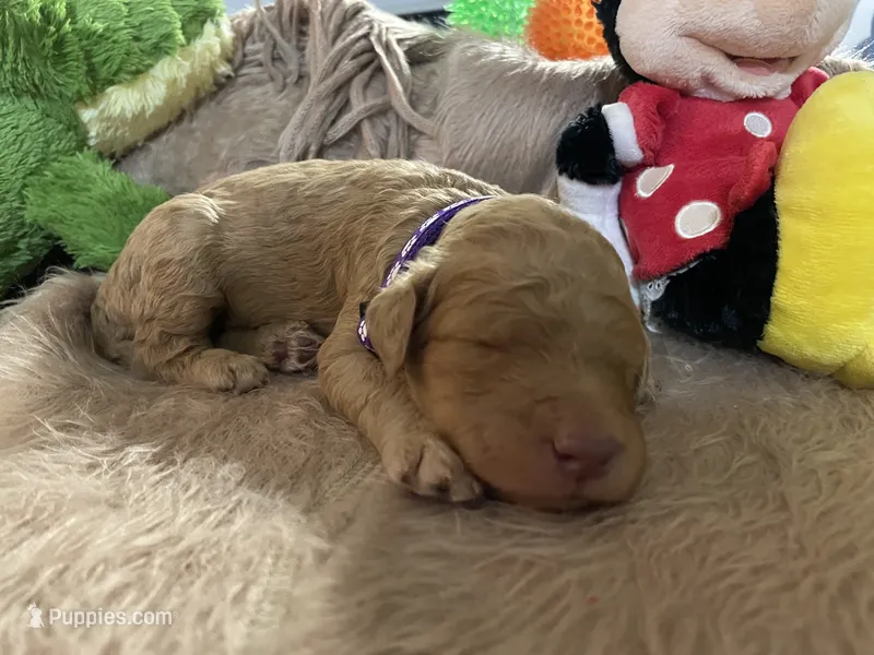 AKC Miss Purple Collar, a female Poodle - Standard  for sale in Columbia, SC – 1 of 8