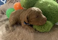 AKC Mr Blue Collar, a male Poodle - Standard  for sale in Columbia, SC – 3 of 8