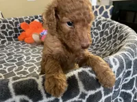 AKC Miss Lime Green Collar, a female Poodle - Standard  for sale in Columbia, SC – 4 of 10