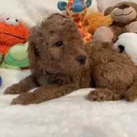 Golden Doodle Blue Collar, a male Goldendoodle for sale in Lexington, SC – Photo 3 of 9