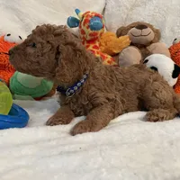 Golden Doodle Blue Collar, a male Goldendoodle for sale in Lexington, SC – Photo 7 of 9