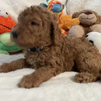 Golden Doodle Blue Collar, a male Goldendoodle for sale in Lexington, SC – Photo 4 of 9