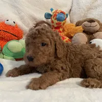 Golden Doodle Blue Collar, a male Goldendoodle for sale in Lexington, SC – Photo 5 of 9