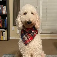 Golden Doodle Blue Collar, a male Goldendoodle for sale in Lexington, SC – Photo 9 of 9