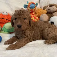 Golden Doodle Blue Collar, a male Goldendoodle for sale in Lexington, SC – Photo 2 of 9